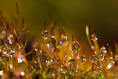 Field of Dew