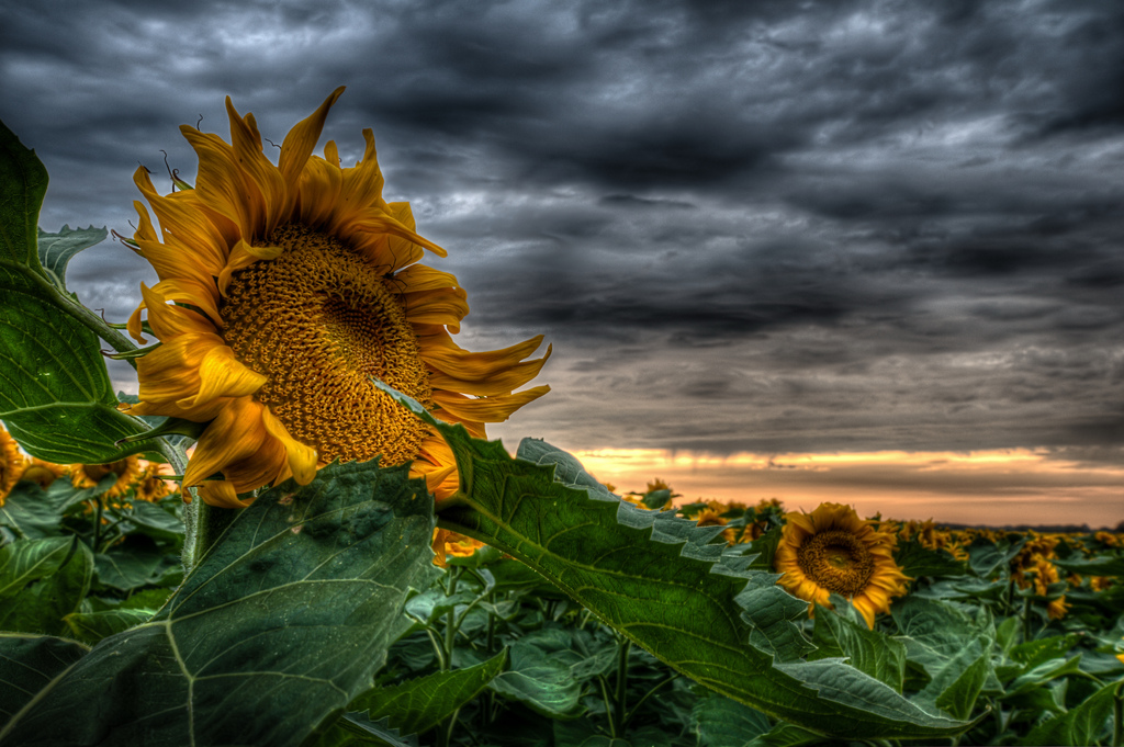 Sunflowers 1